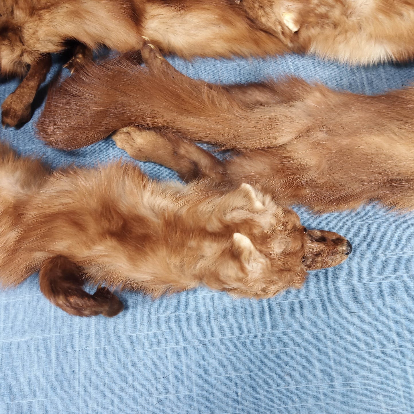 1940's Blonde Russian Fischer Fur Stole