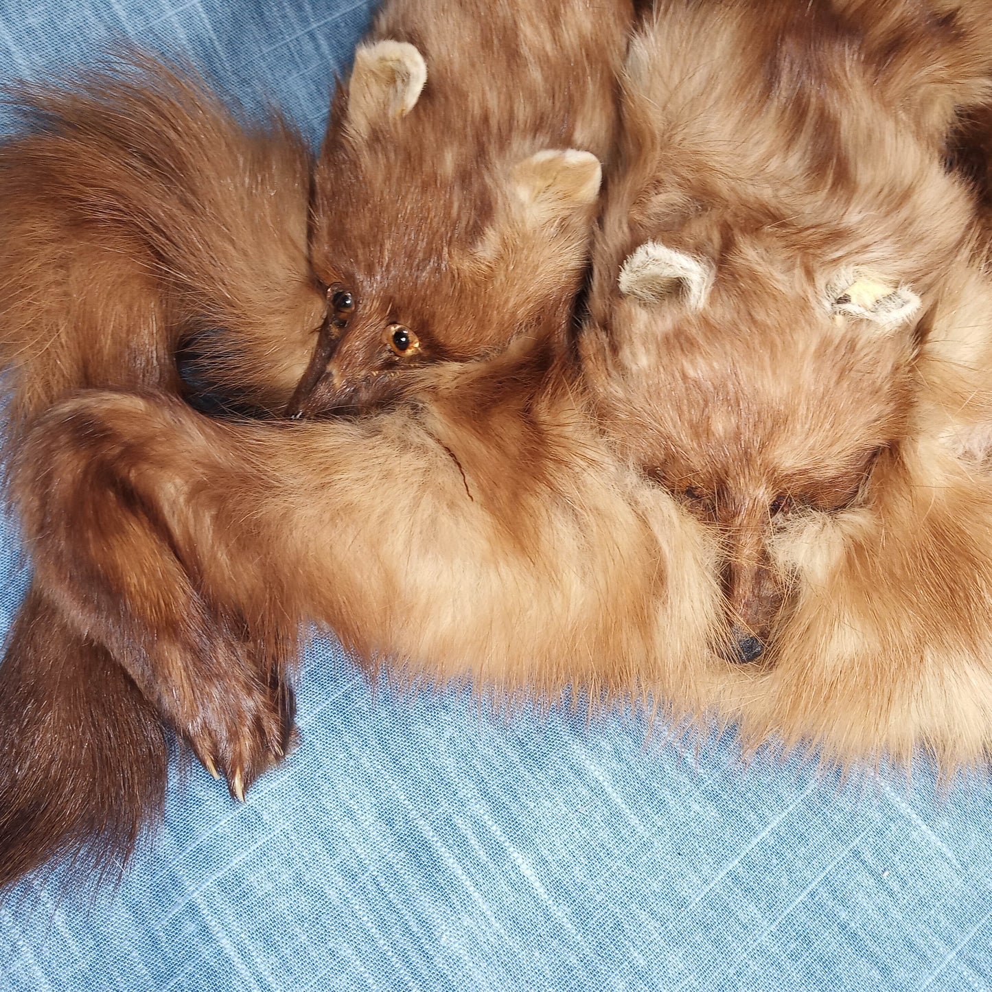 1940's Blonde Russian Fischer Fur Stole