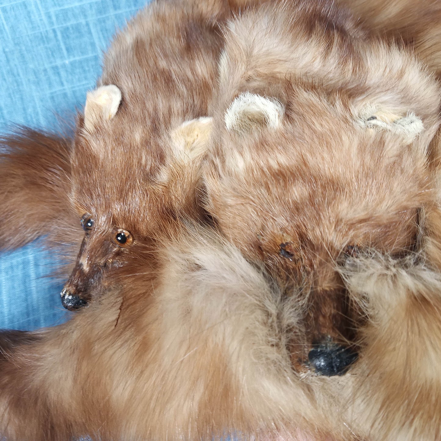 1940's Blonde Russian Fischer Fur Stole