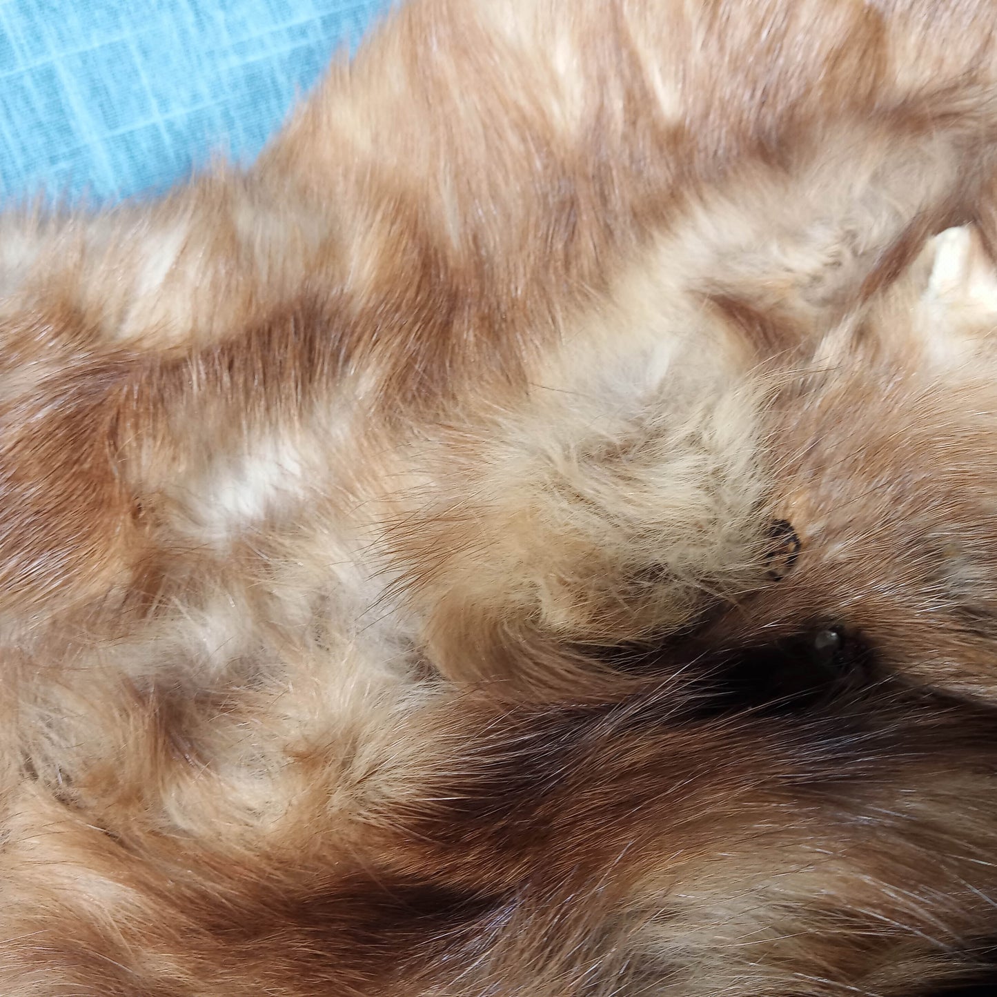 1940's Blonde Russian Fischer Fur Stole